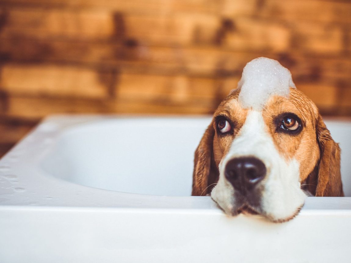 Un câine din rasa Beagle stă în cada de baie cu un smoc de spumă albă pe cap, privind curios în sus.