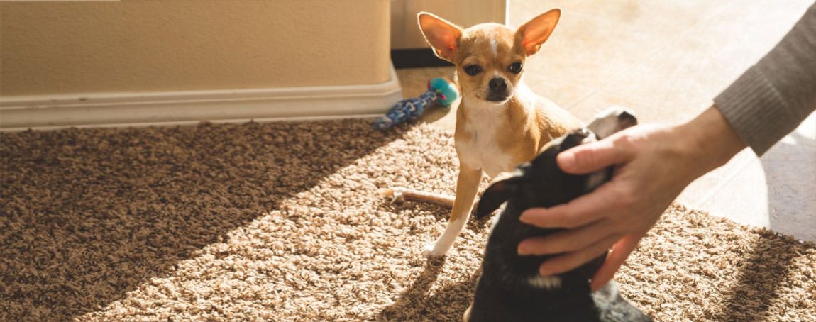 Un câine mic din rasa Chihuahua privește cu o expresie de gelozie cum stăpânul său mângâie un alt cățeluș pe covor.