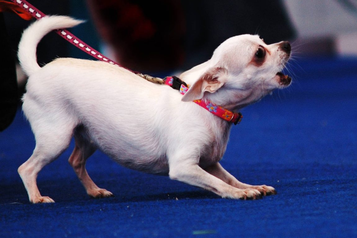 Cățeluș Chihuahua alb cu gâtul întins și gura deschisă în timpul unui episod de tuse