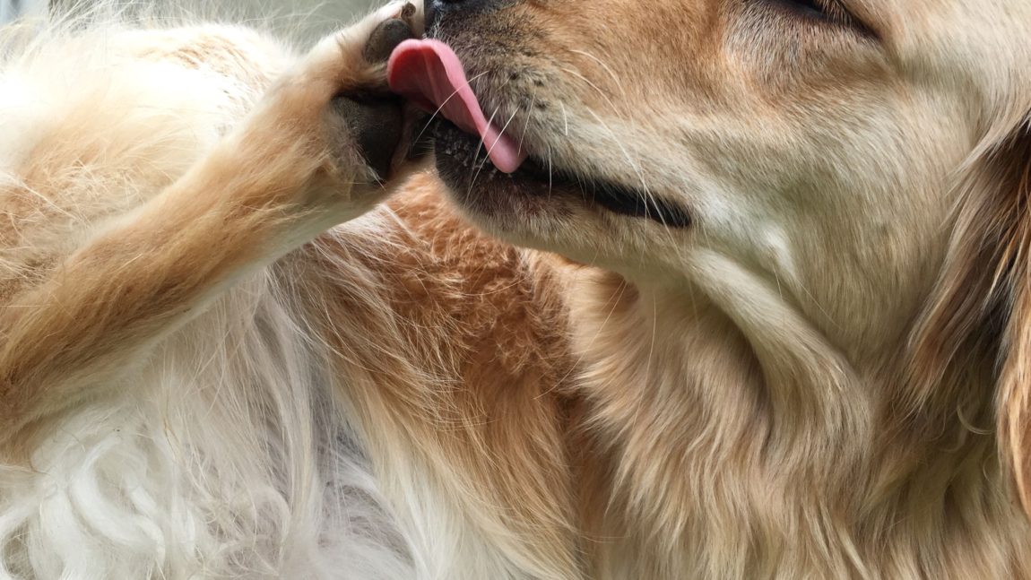 Câine Golden Retriever care își linge cu atenție lăbuța pentru a se curăța