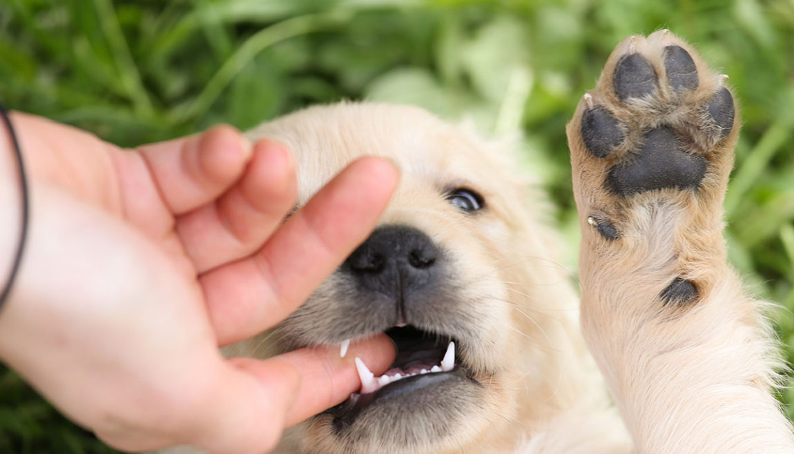 Un pui de Golden Retriever stând pe spate în iarbă și mușcând jucăuș degetul stăpânului, evidențiind dinții ascuțiți.