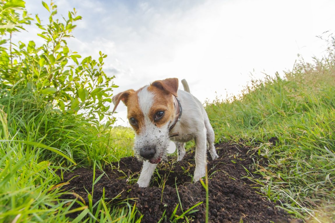 Câine din rasa Jack Russell Terrier săpând o groapă în pământ cu botul murdar de noroi