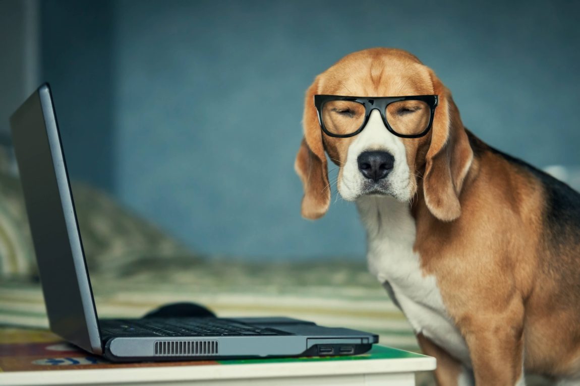 Un câine rasa Beagle purtând ochelari negri și stând în fața unui laptop, sugerând inteligența canină.
