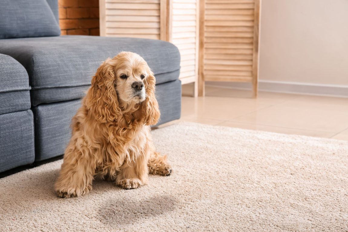 Un câine Cocker Spaniel adult stând lângă o pată de urină pe un covor deschis la culoare în sufragerie