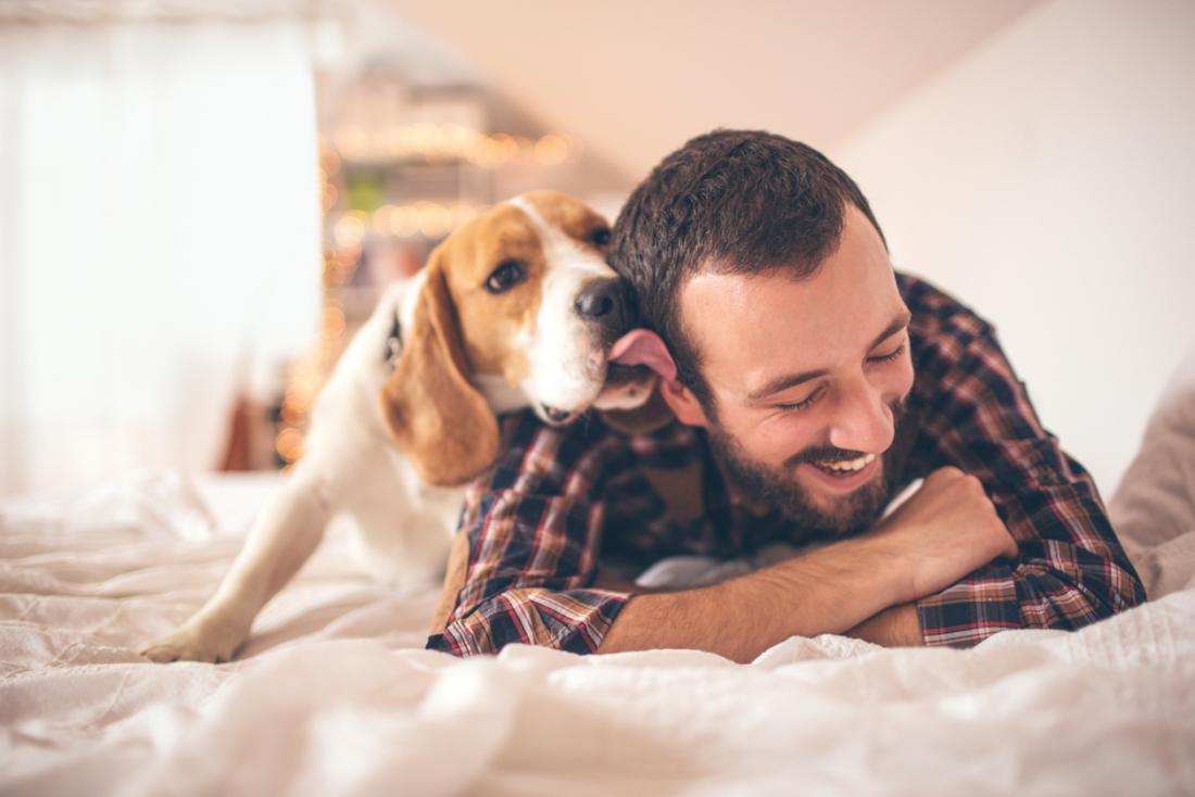 Un câine Beagle jucăuș își linge stăpânul pe față în timp ce acesta zâmbește, ilustrând o relație plină de iubire.