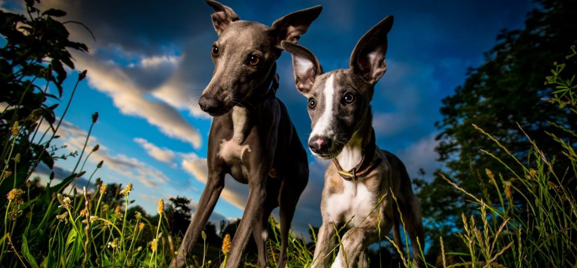 Doi câini din rasa Whippet pozați profesional în natură la apus, folosind un obiectiv grandangular.