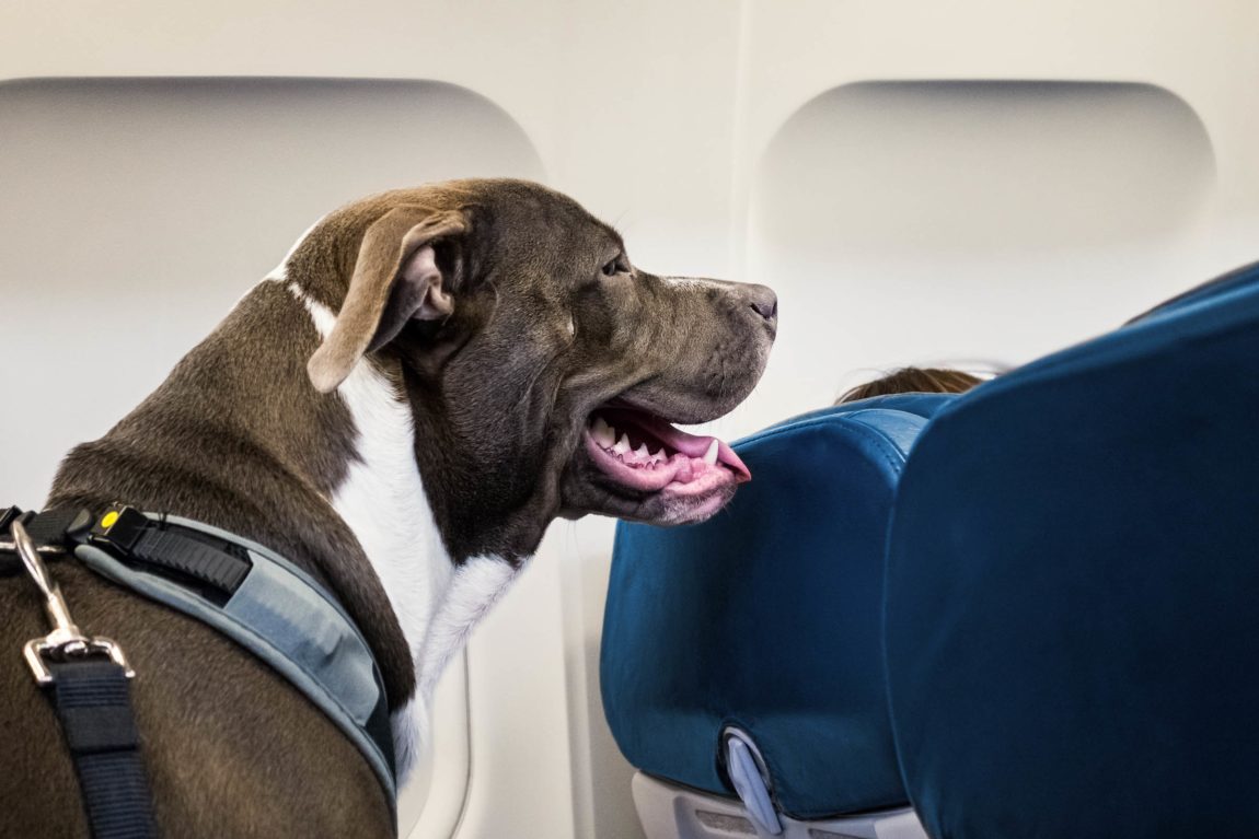 Acest Pitbull stă pe scaunul din avion pe parcursul unui zbor
