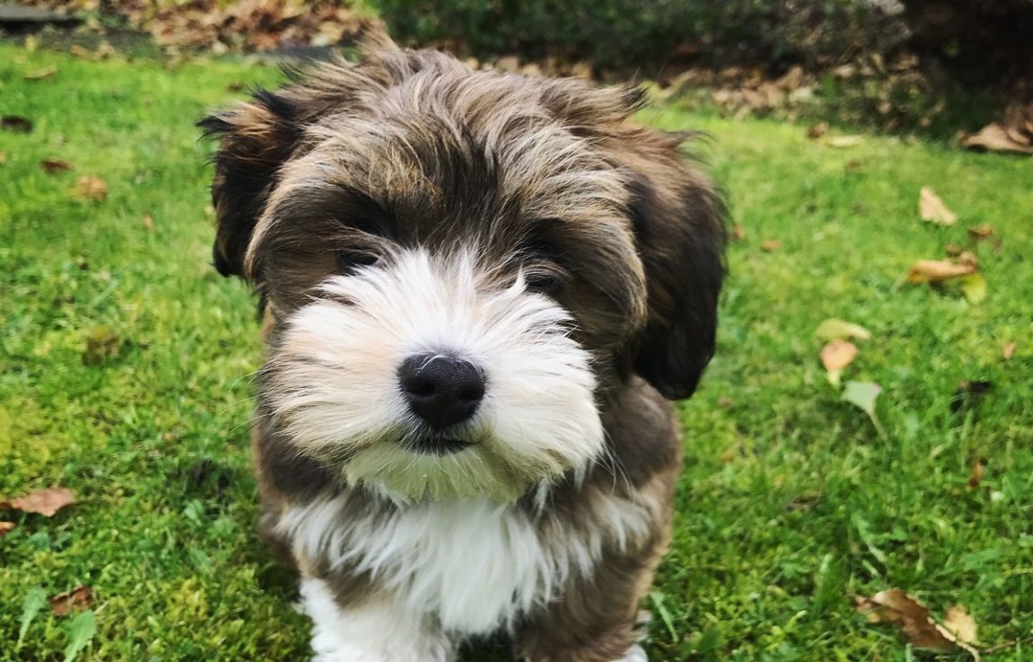 Pui de Bichon Havanez cu blană maro și albă stând pe iarbă verde în grădină