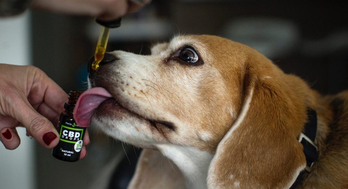 Câine din rasa Beagle primind picături de ulei CBD cu o pipetă de la stăpânul său