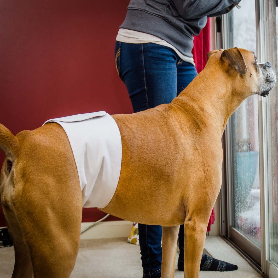 Boxer înaintat în vârstă folosește o centură abdominală