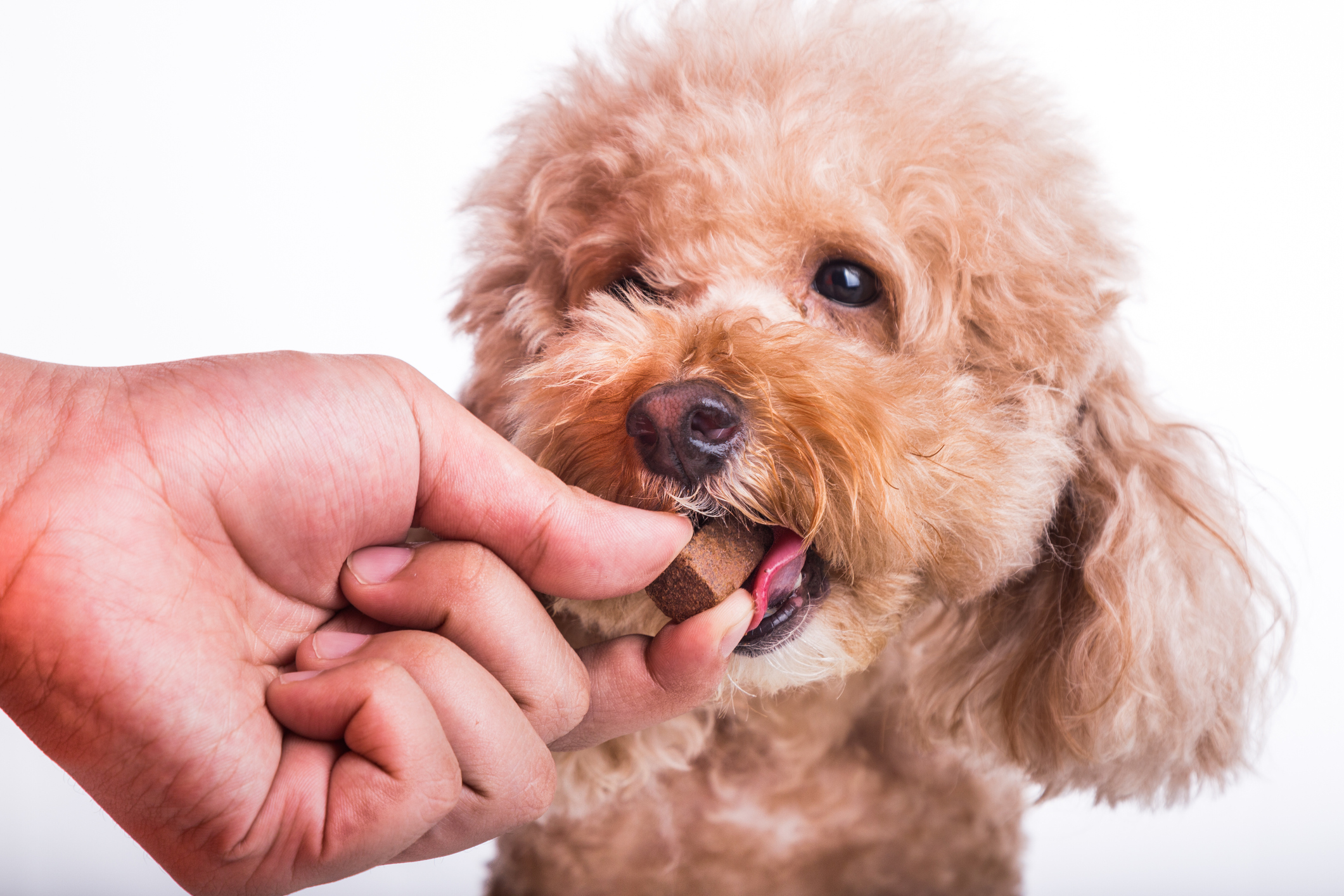 Câine din rasa Poodle primind o tabletă nutritivă masticabilă de la proprietarul său pe un fundal alb.