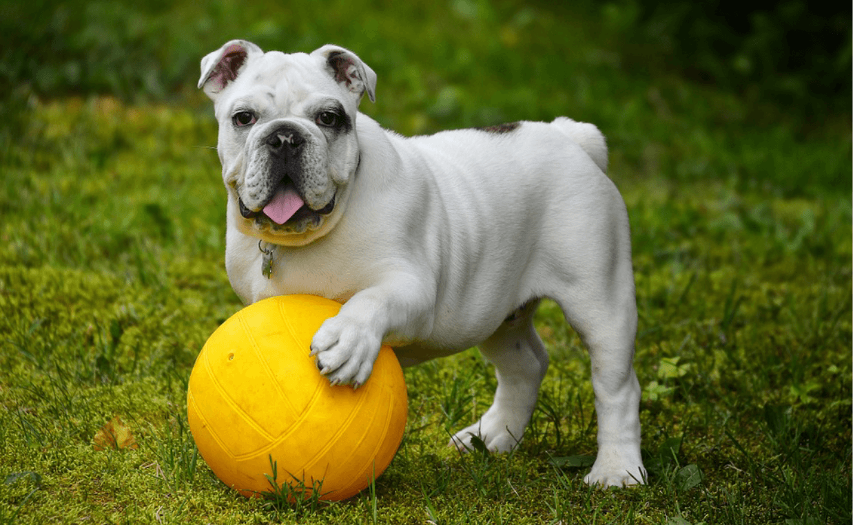 Bulldog Englez alb stând cu laba pe o minge galbenă mare pe iarbă verde