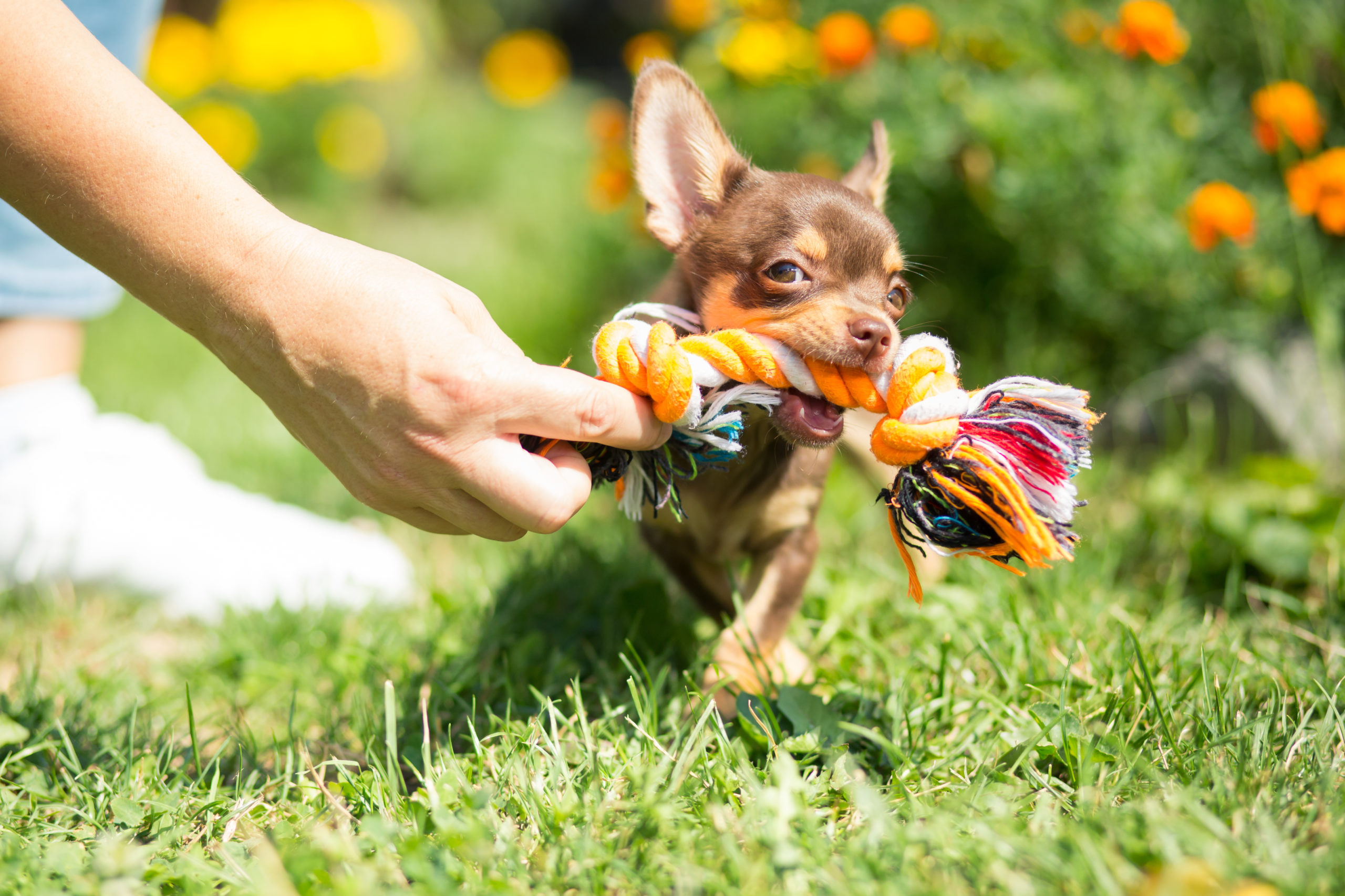 Un cățeluș Chihuahua maro se joacă energic afară pe iarbă, trăgând de o jucărie de tip frânghie colorată ținută de stăpân.