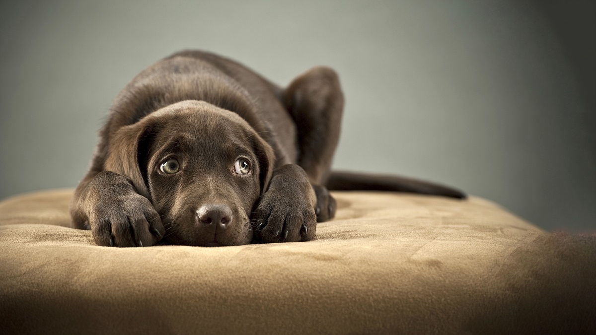 Pui de Labrador ciocolatiu cu privire anxioasă și postură defensivă, exprimând stres și teamă pe o suprafață moale.