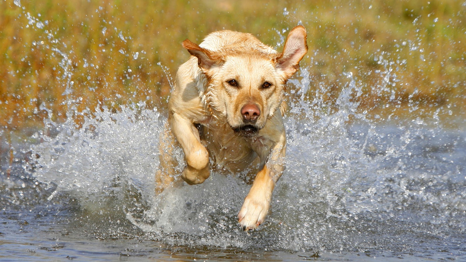 Câine Labrador auriu alergând cu energie prin apă, simbolizând mobilitatea articulară excelentă