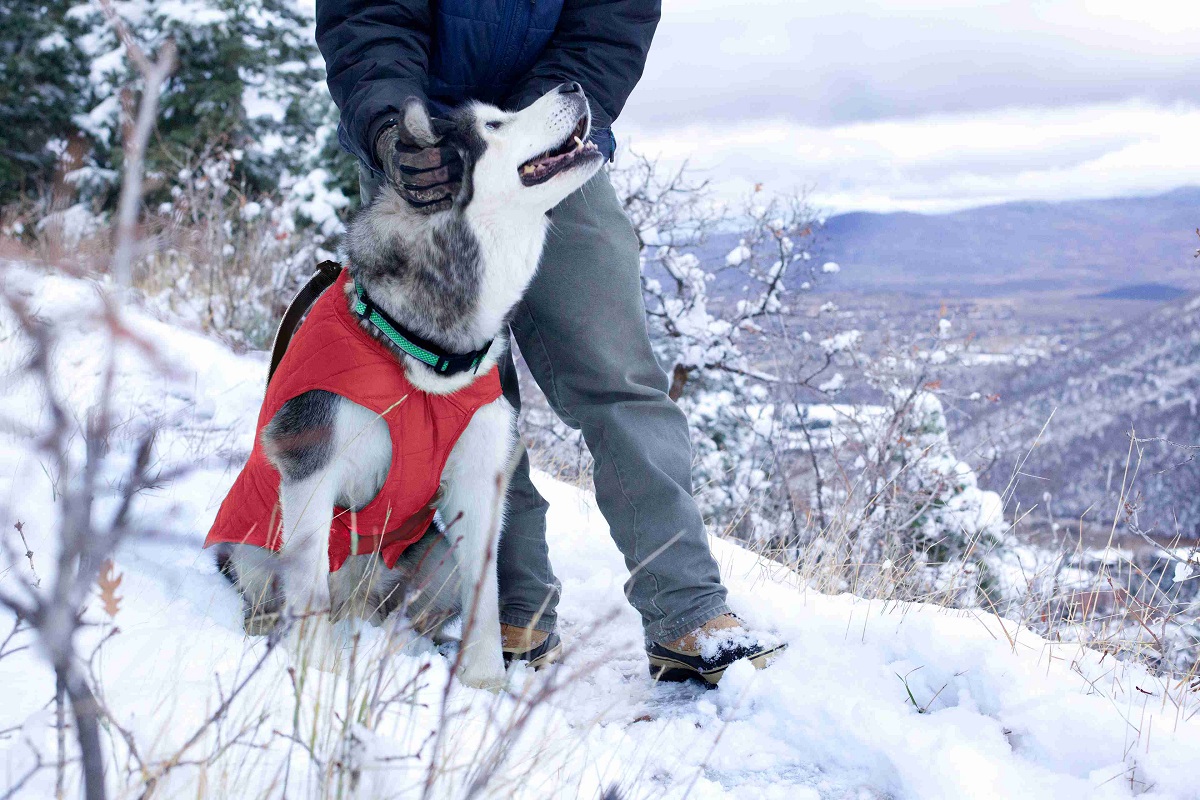 Un câine Husky siberian purtând o vestă roșie matlasată într-un peisaj montan înzăpezit.