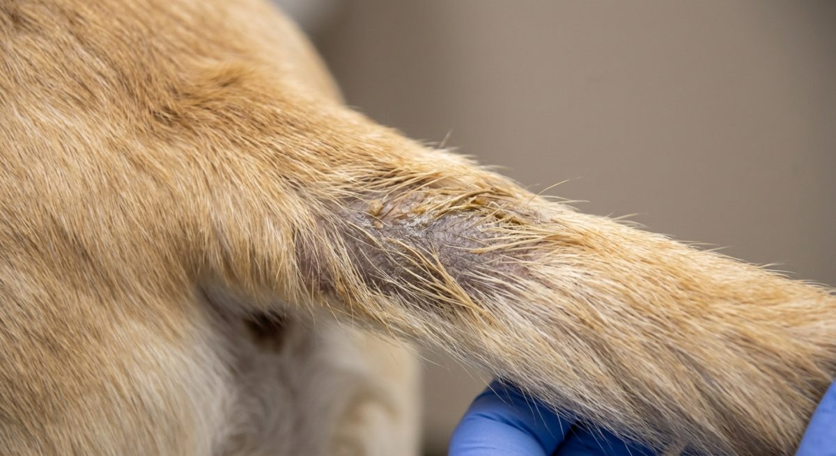 Câine Golden Retriever cu semne de rărire a blănii și piele iritată la baza cozii