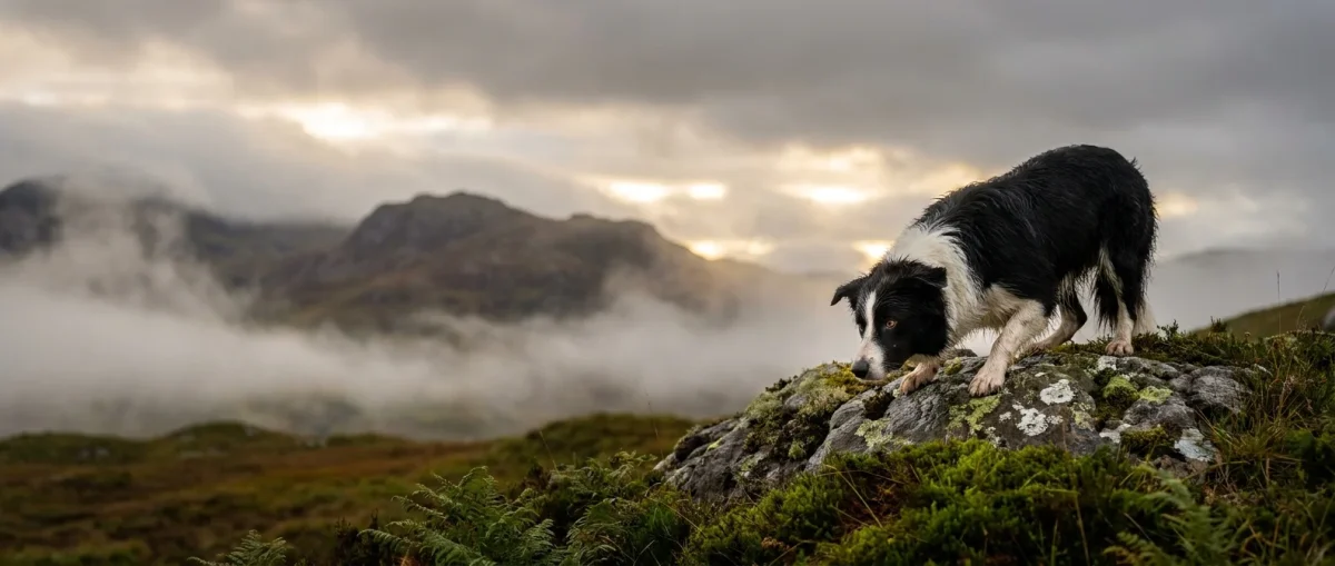 Un Border Collie alb-negru stând pe o stâncă în ceața munților din Scoția, ilustrând originile rasei.