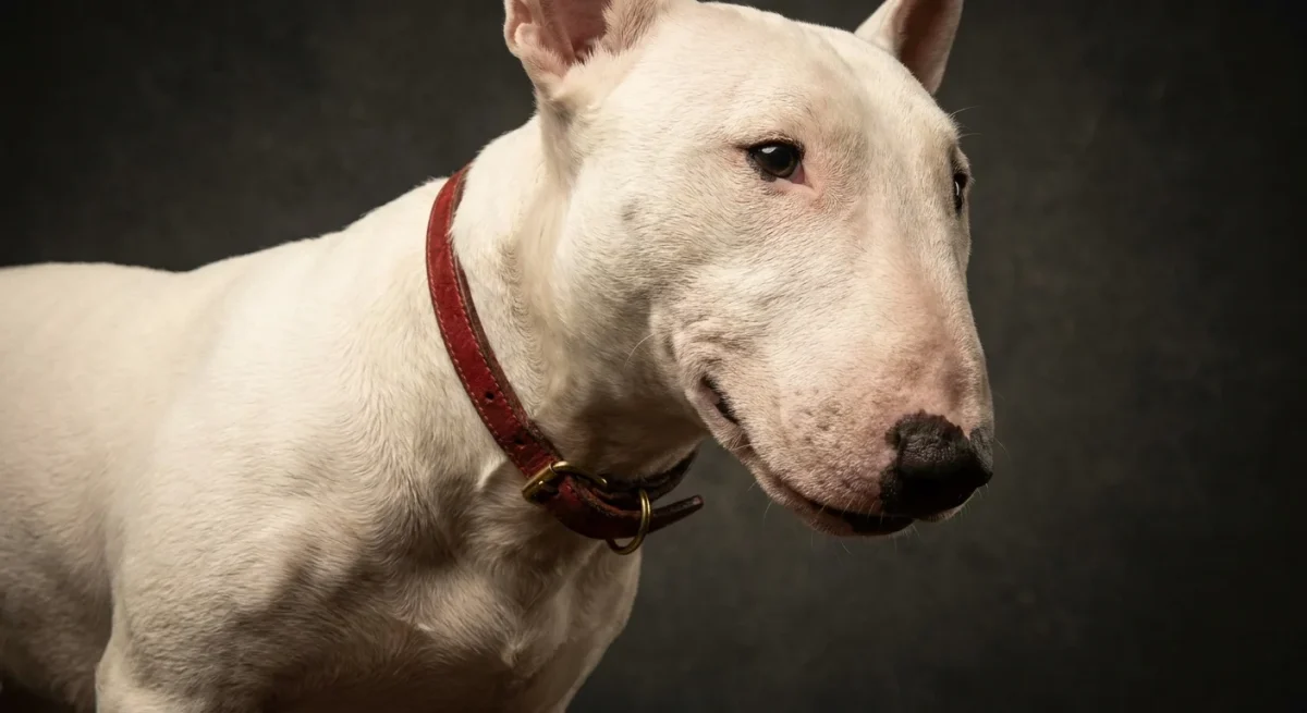 Un Bull Terrier Miniaturat alb cu profilul capului în formă de ou, privind jucăuș spre cameră într-un portret editorial.