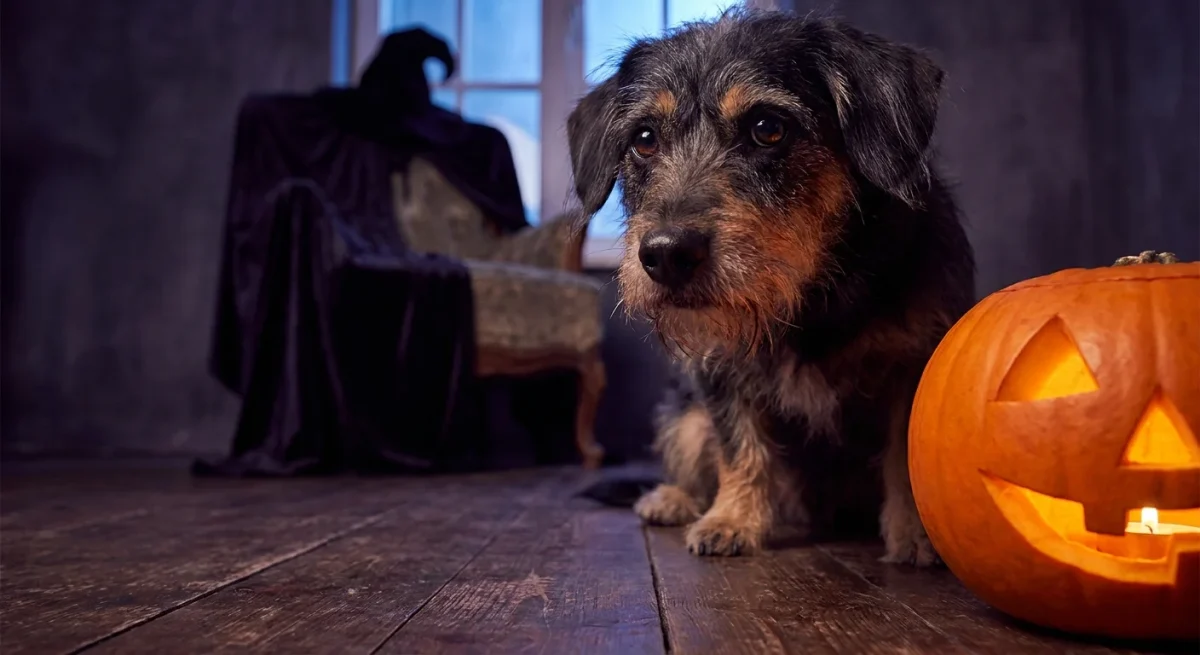 Un câine curios privește un dovleac de Halloween luminat într-o cameră cu atmosferă misterioasă.